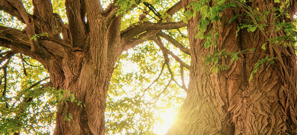 CAS Tree Specialist Background