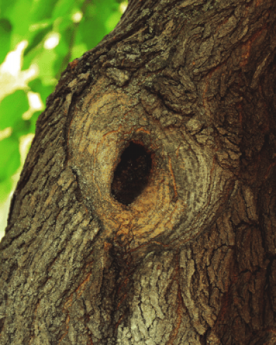 Arboriculture in sussex